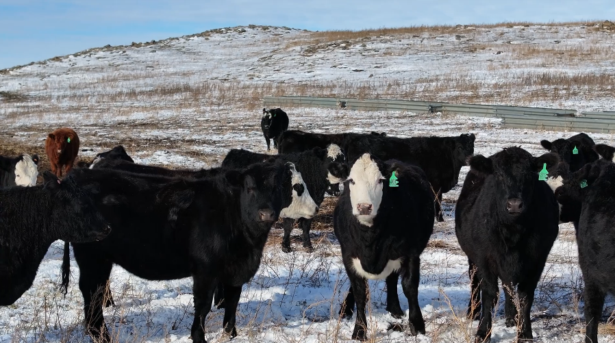 1050 lb Black & Baldy Heifers • March–April Calvers • Honest, Ranch-Ready Set-BH12053A5